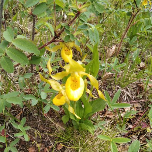 IMG_20200612_152521 (1)